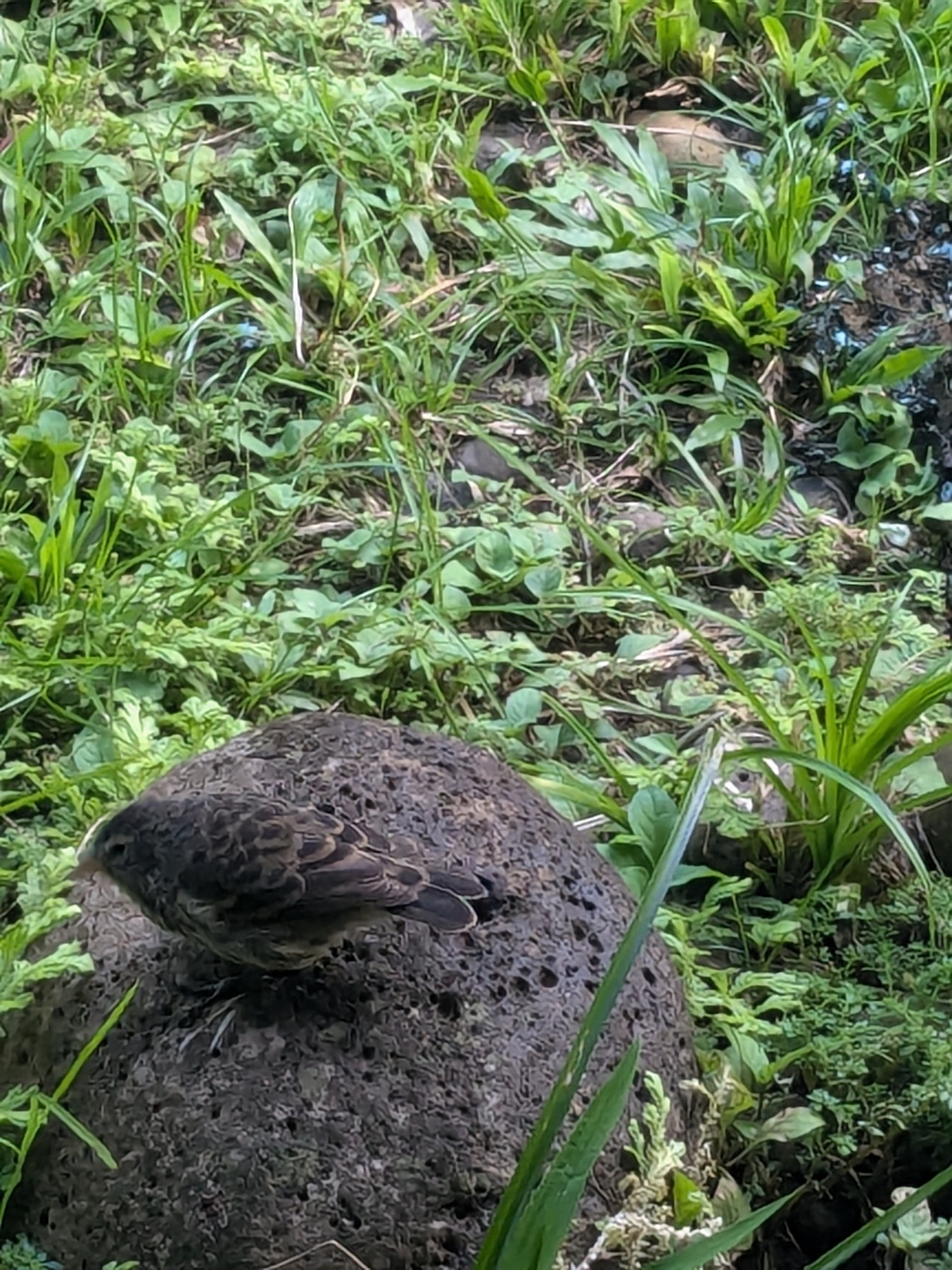 Cocos Finch (Pinaroloxias inornata), photo 3