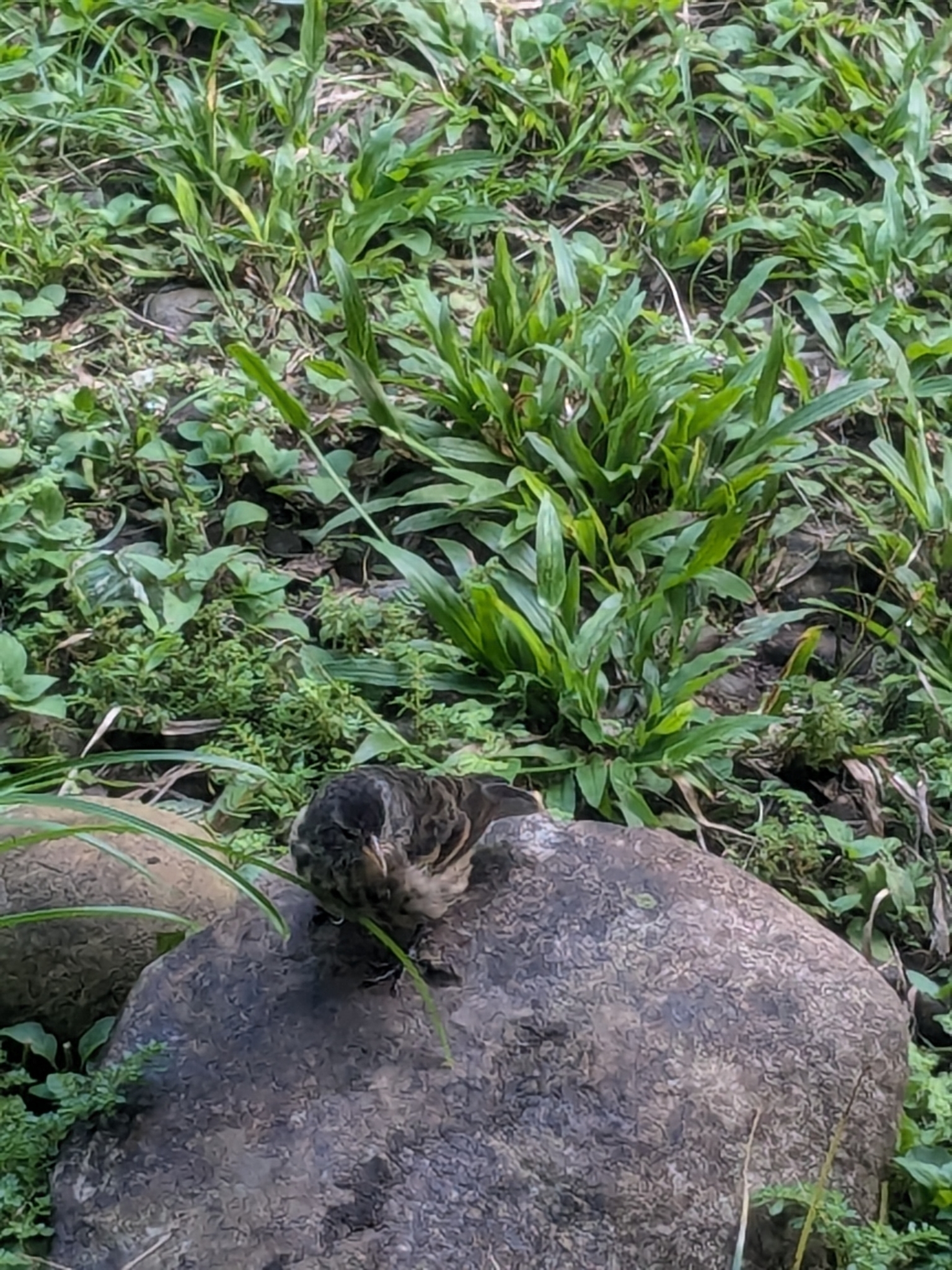 Cocos Finch (Pinaroloxias inornata), photo 4