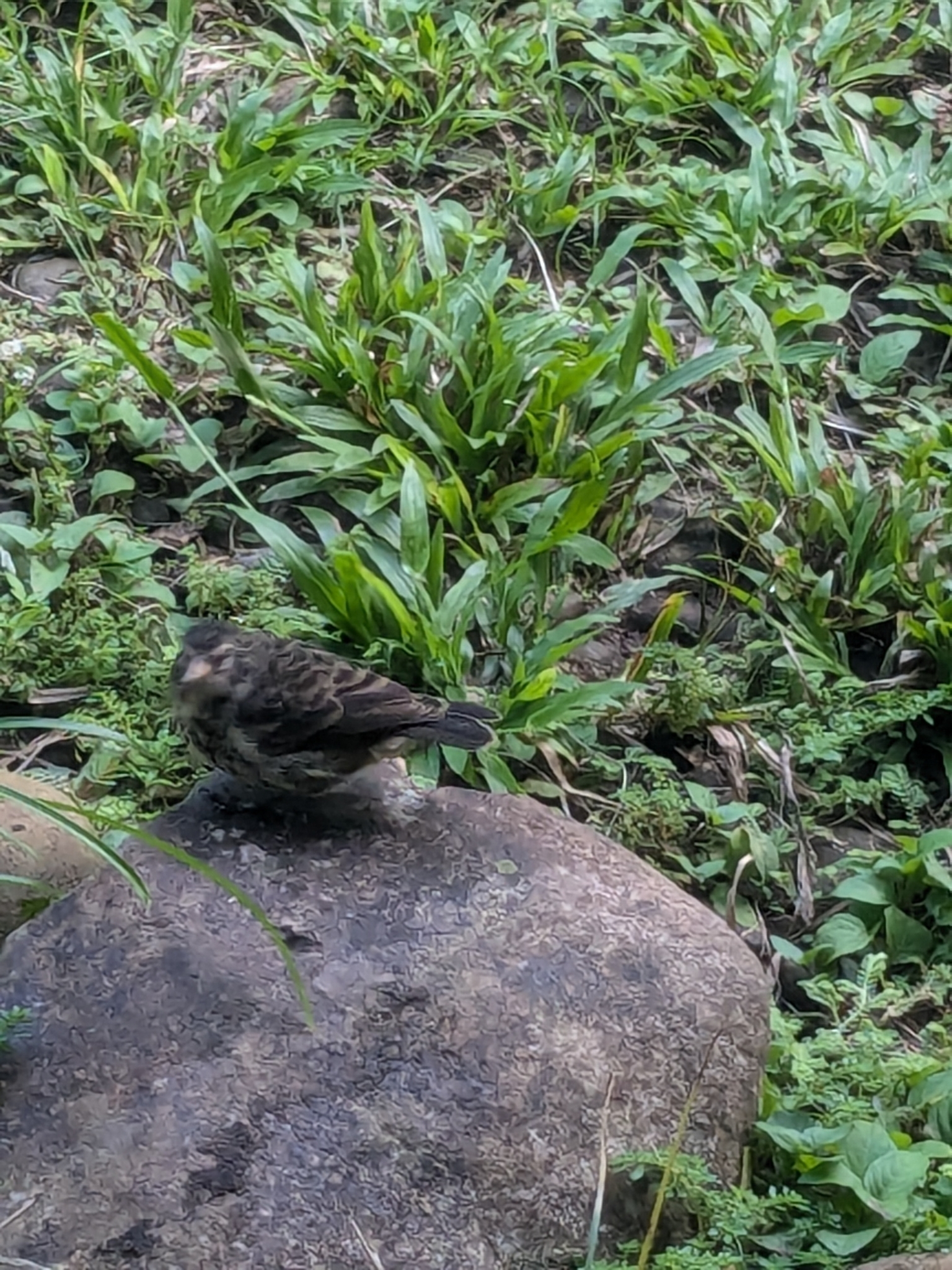 Cocos Finch (Pinaroloxias inornata), photo 7