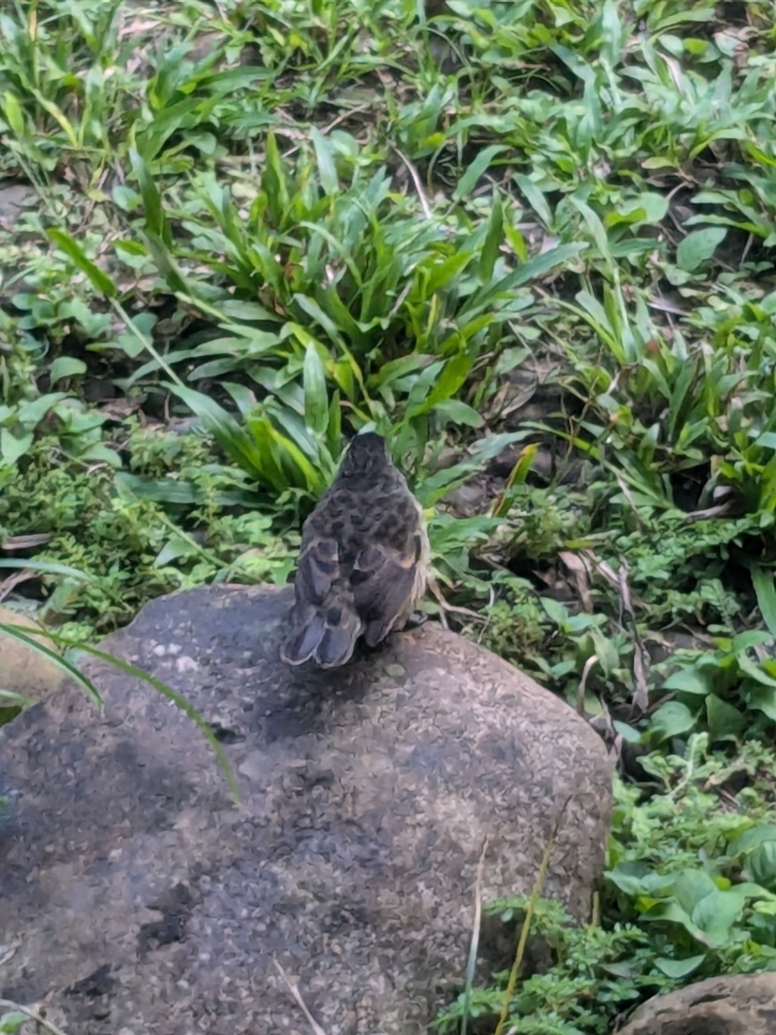Cocos Finch (Pinaroloxias inornata), photo 8