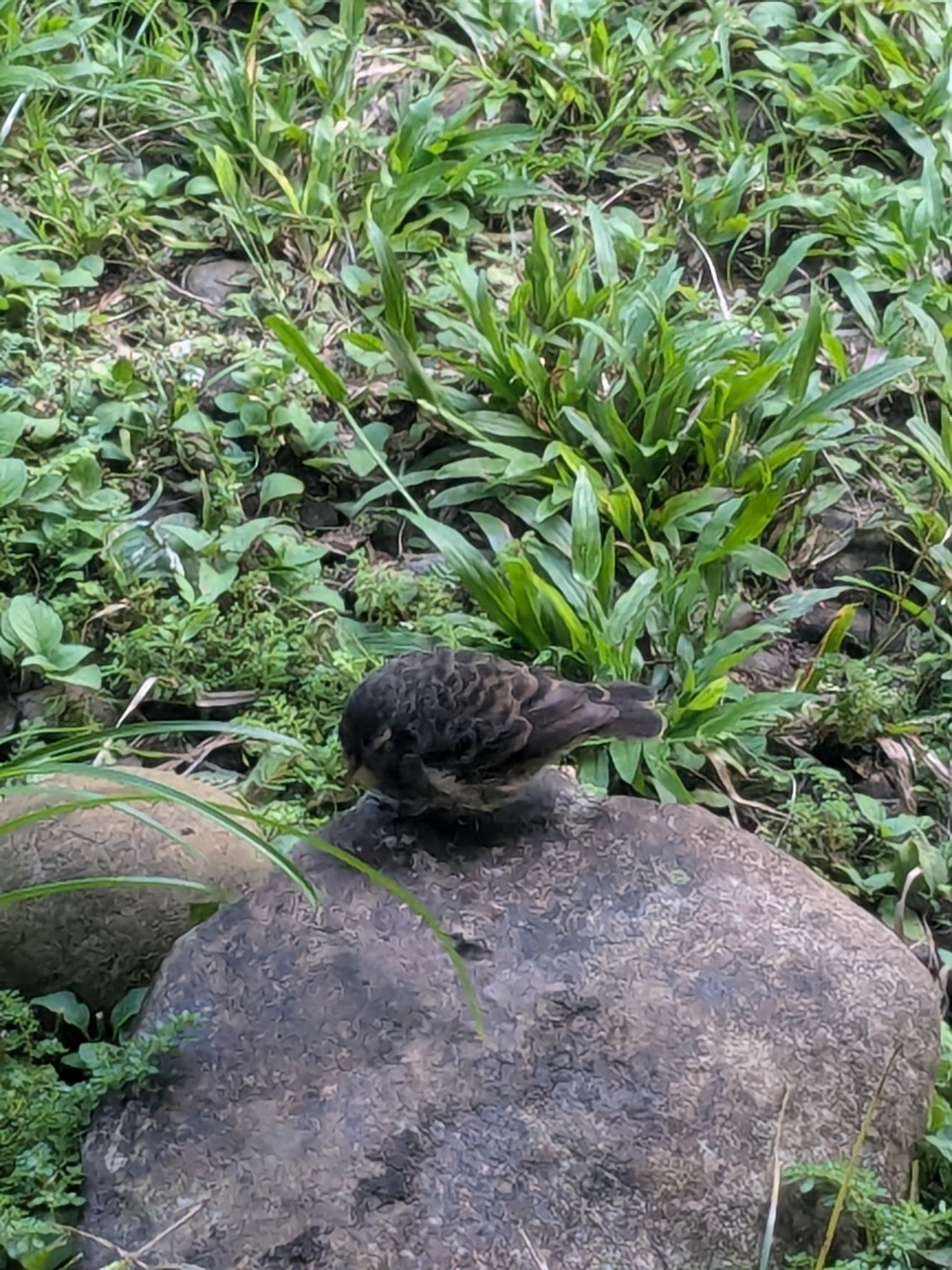 Cocos Finch (Pinaroloxias inornata), photo 9
