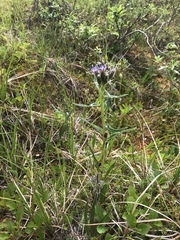 Saussurea angustifolia