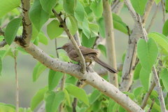 Toxostoma curvirostre