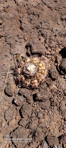 Discocactus catingicola