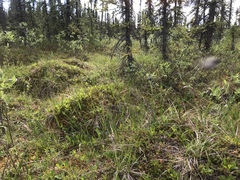 Saussurea angustifolia