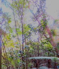 Hedycarya arborea