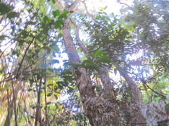 Hedycarya arborea