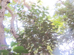 Hedycarya arborea