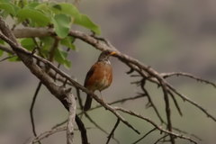 Turdus rufopalliatus
