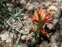 Castilleja integra