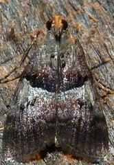 Pococera robustella