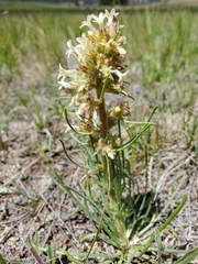 Ipomopsis spicata