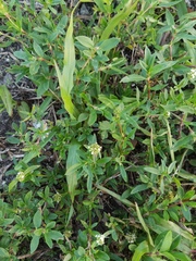 Spermacoce verticillata