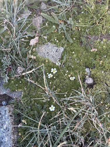 Image of Alpine Sandwort (Cherleria obtusiloba) by no rights reserved