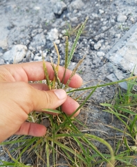 Poaceae