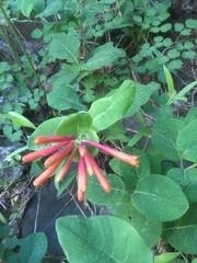 Lonicera arizonica