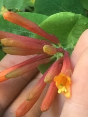 Lonicera arizonica