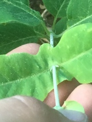 Lonicera arizonica