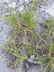 Poaceae