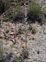 Caulanthus crassicaulis