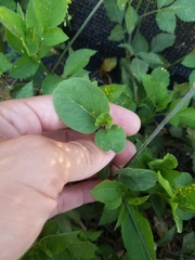 Boerhavia