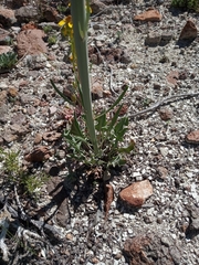 Caulanthus crassicaulis