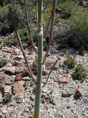 Caulanthus crassicaulis