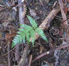 Cyathea dealbata