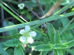 Moehringia lateriflora