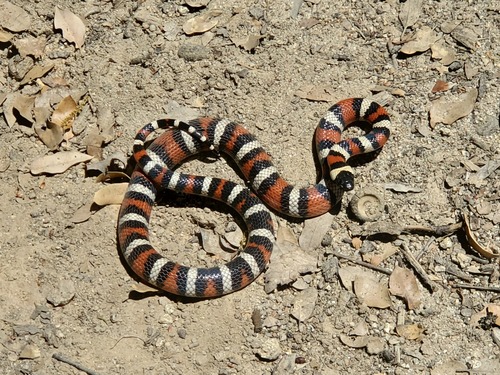 iNaturalist observation photo of California Mountain Kingsnake