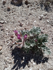 Astragalus newberryi