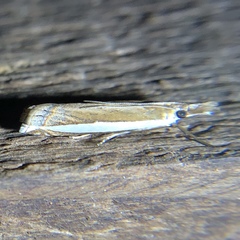 Crambus quinquareatus