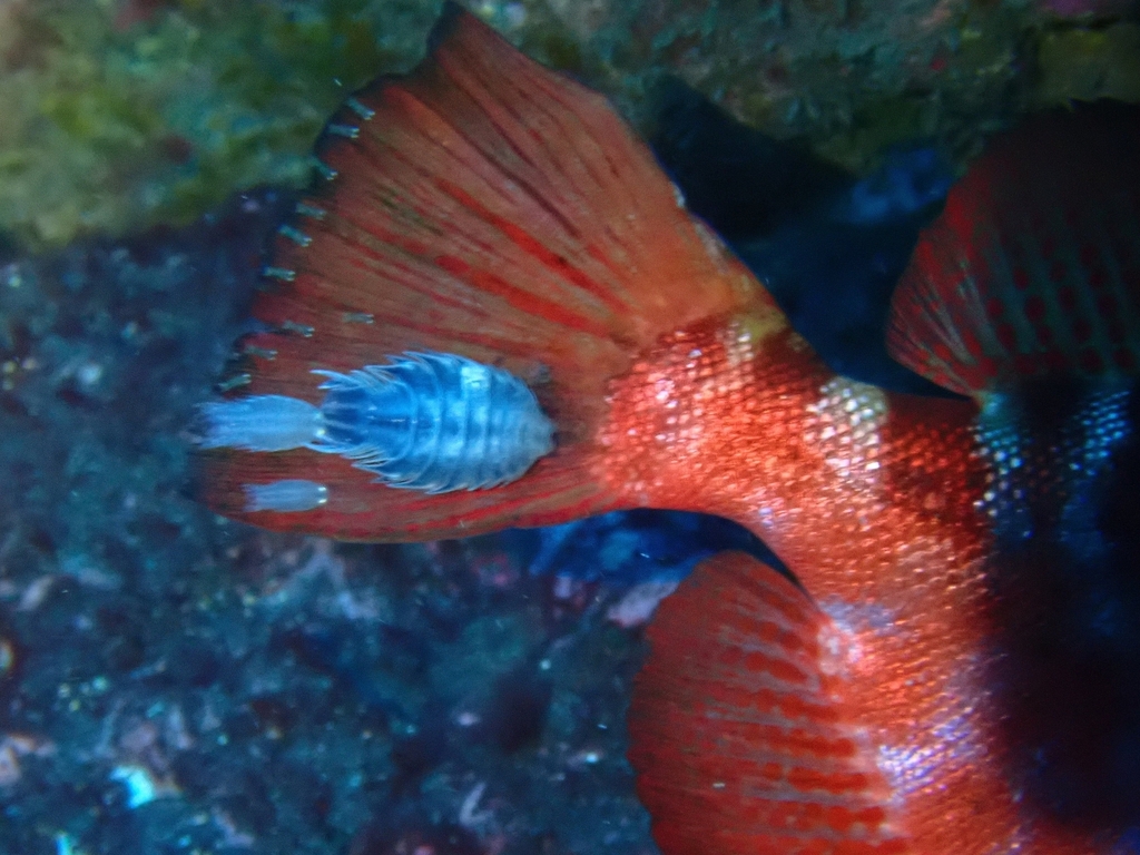 Nerocila bivittata
