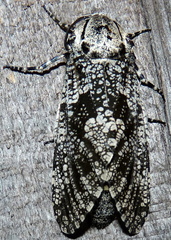 Prionoxystus robiniae