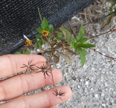 Bidens alba