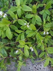 Richardia grandiflora