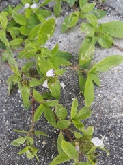 Richardia grandiflora