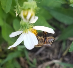 Apis mellifera