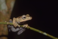 Polypedates otilophus