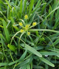 Cyperus
