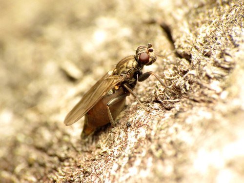 Dung fly