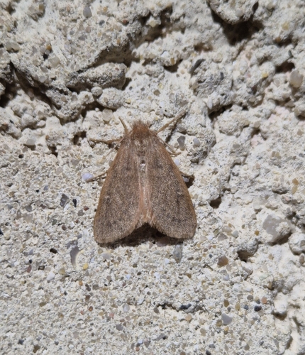 Ocneria rubea