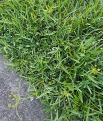 Cyperus