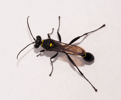 Sceliphron argentifrons