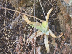 Dudleya saxosa collomiae