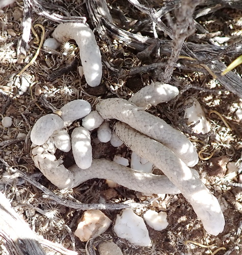 Image of Anacampseros papyracea by (c) Nicola van Berkel, some rights reserved (CC BY-SA)
