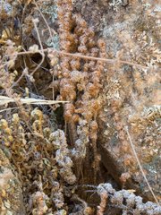 Astrolepis cochisensis