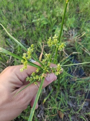 Cyperus