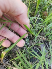 Cyperus