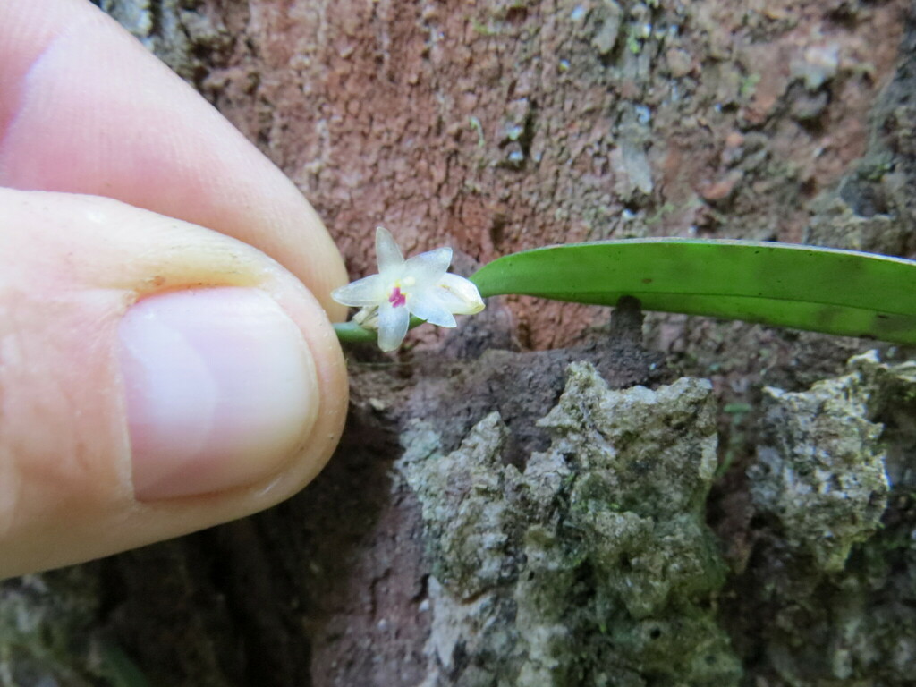 Octomeria grandiflora